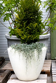 millvalley24