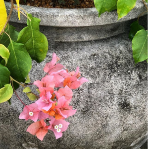 Shawnee 19 Vintage with bougainvillea  #longshadowplanters #longshadowvintage #gardendesign
